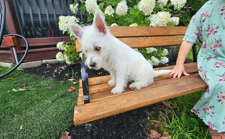 West Highland Terrier dogs for sale - Ad 2