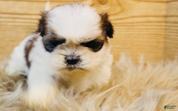 Shih Tzu dogs for sale: Peaches - Image 3
