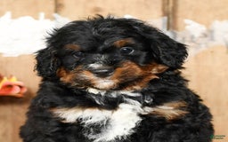 Mini Bernedoodle dogs for sale: Tate - Image 9