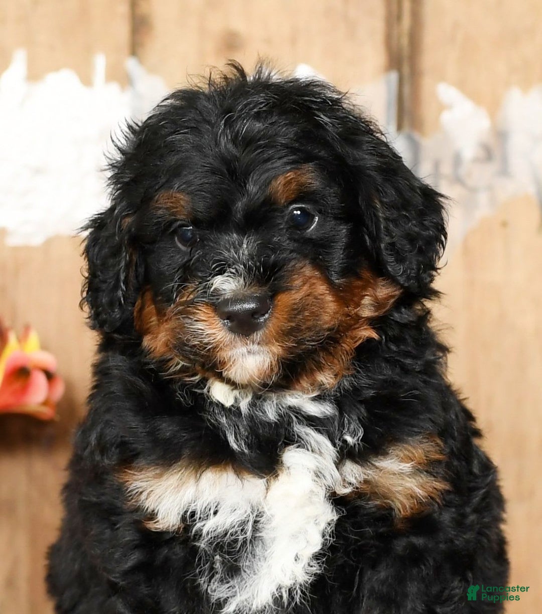 Mini Bernedoodle dogs for sale: Tate - Image 9