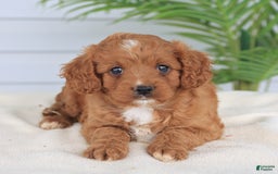Cavapoo dogs for sale: Miracle - Image 8