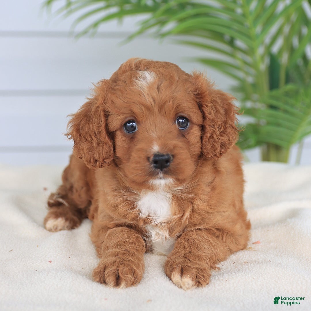 Cavapoo dogs for sale: Miracle - Image 8