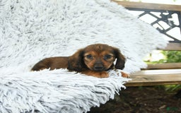 Miniature Dachshund dogs for sale: Brynn - Image 3
