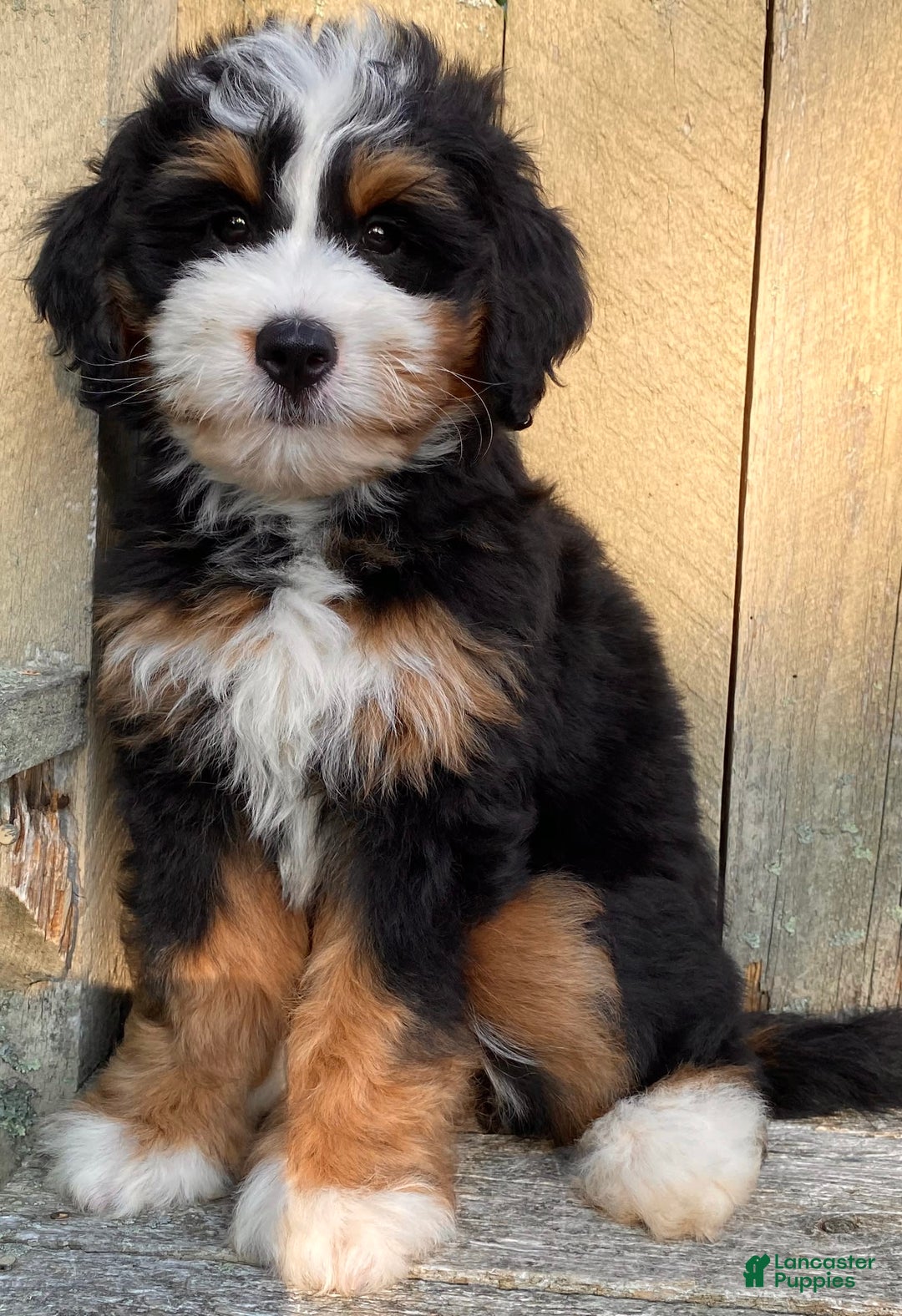 Mini Bernedoodle dogs for sale: 💜 Boston Ma 💜 Mini Bernedoodle - Image 27