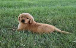 Golden Retriever dogs for sale: Golden Retriever 8 puppies - Image 6