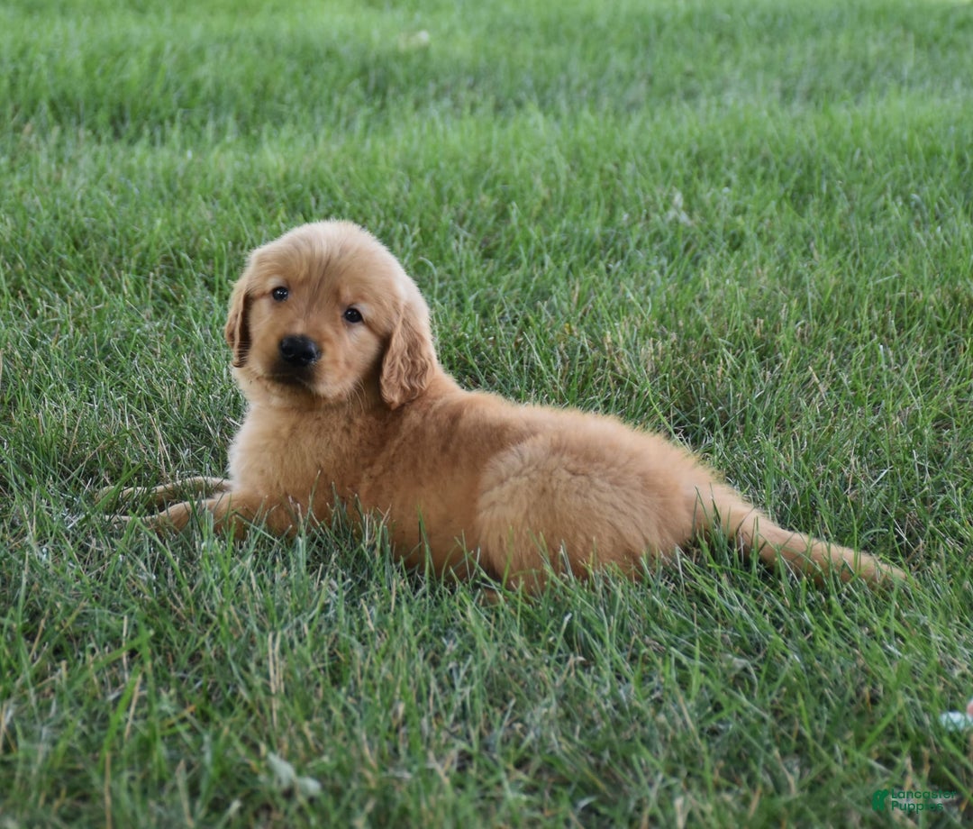 Golden Retriever dogs for sale: Golden Retriever 8 puppies - Image 6