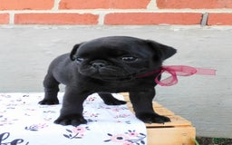Pug dogs for sale: Pacifica - Image 1