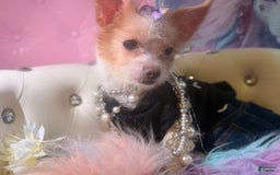 Chipoo dogs for sale: 🍯 Honey B - Image 3