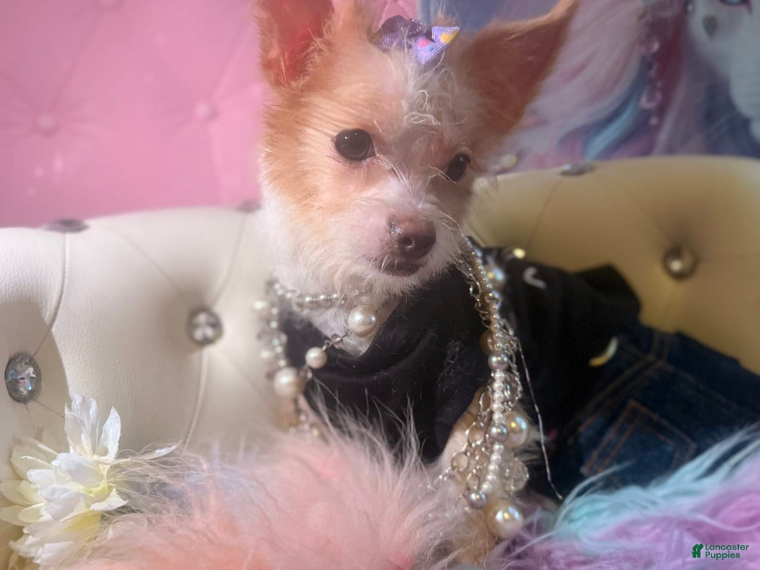 Chipoo dogs for sale: 🍯 Honey B - Image 3