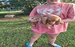Bloodhound dogs for sale: Light Blue - Image 7