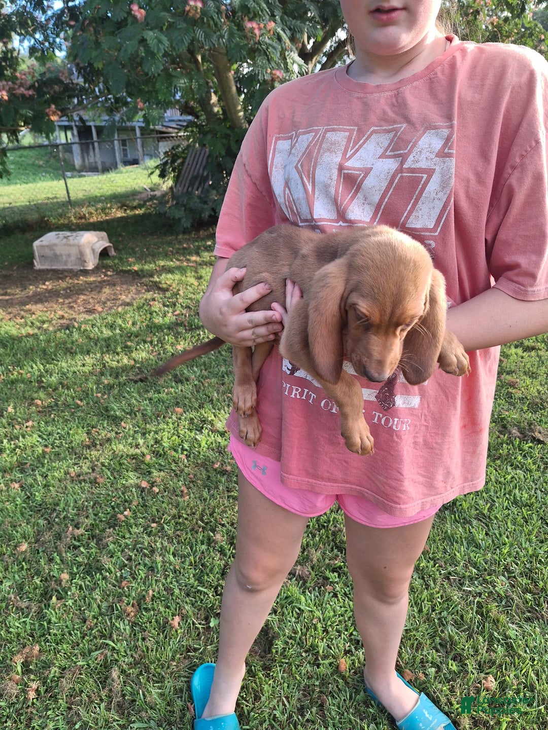 Bloodhound dogs for sale: Light Blue - Image 7