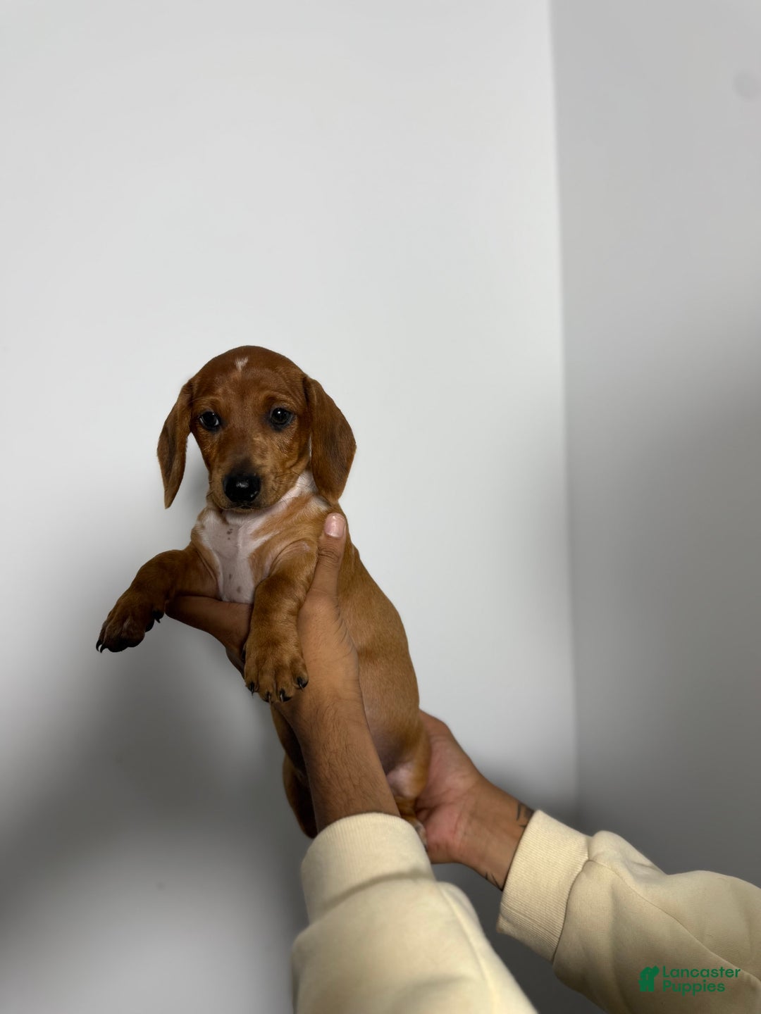 Miniature Dachshund dogs for sale: Dylan - Image 2