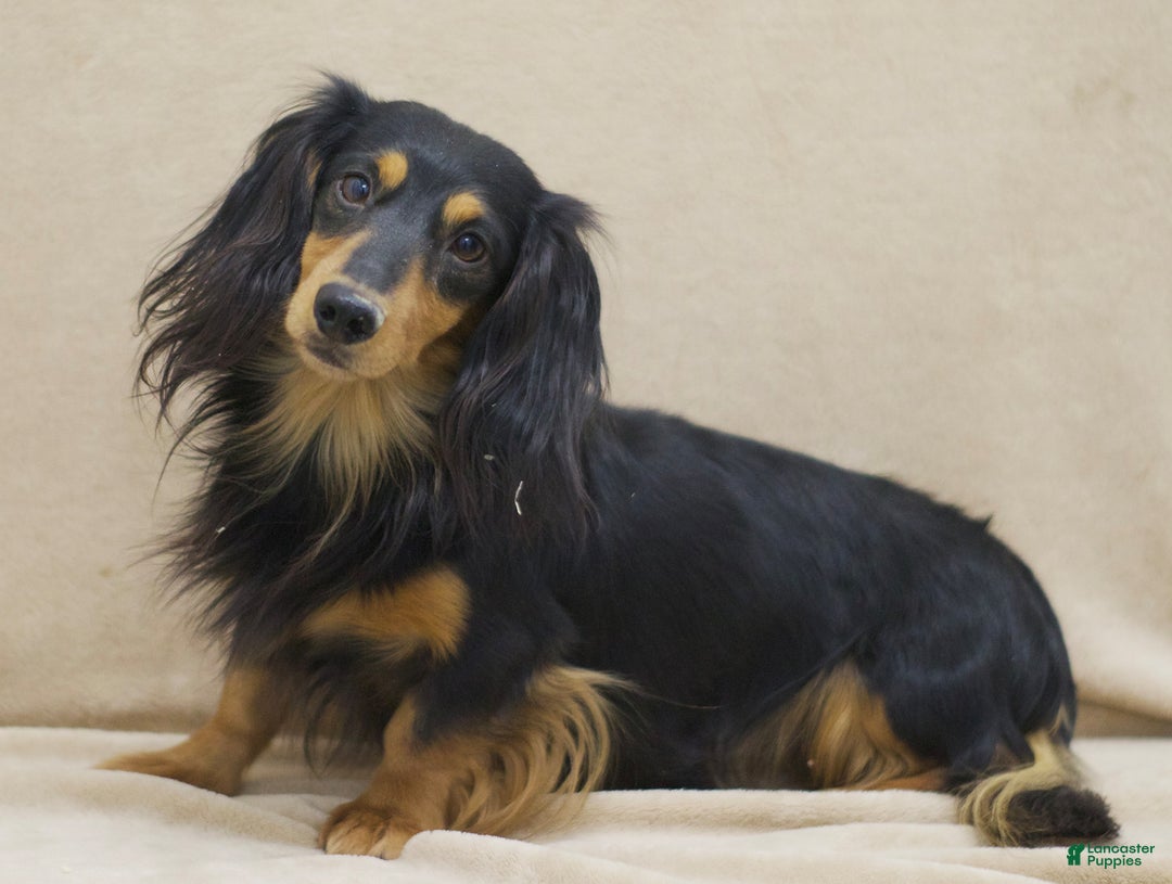 Miniature Dachshund dogs for sale: Kermit - Image 7