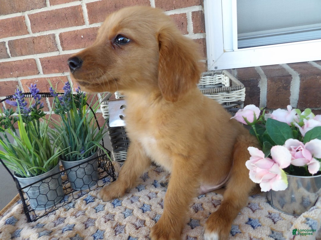 Golden Retriever dogs for sale: Austin - Image 3