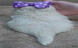 Maltese dogs for sale: Brooklyn - Image 17