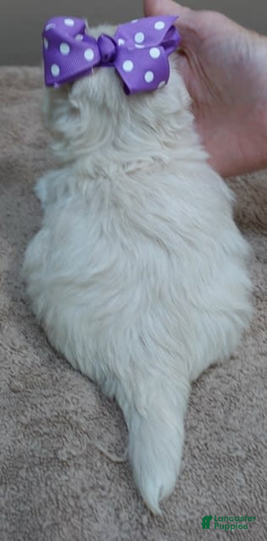 Maltese dogs for sale: Brooklyn - Image 17
