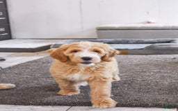 Goldendoodle dogs for sale: Mia - Image 1