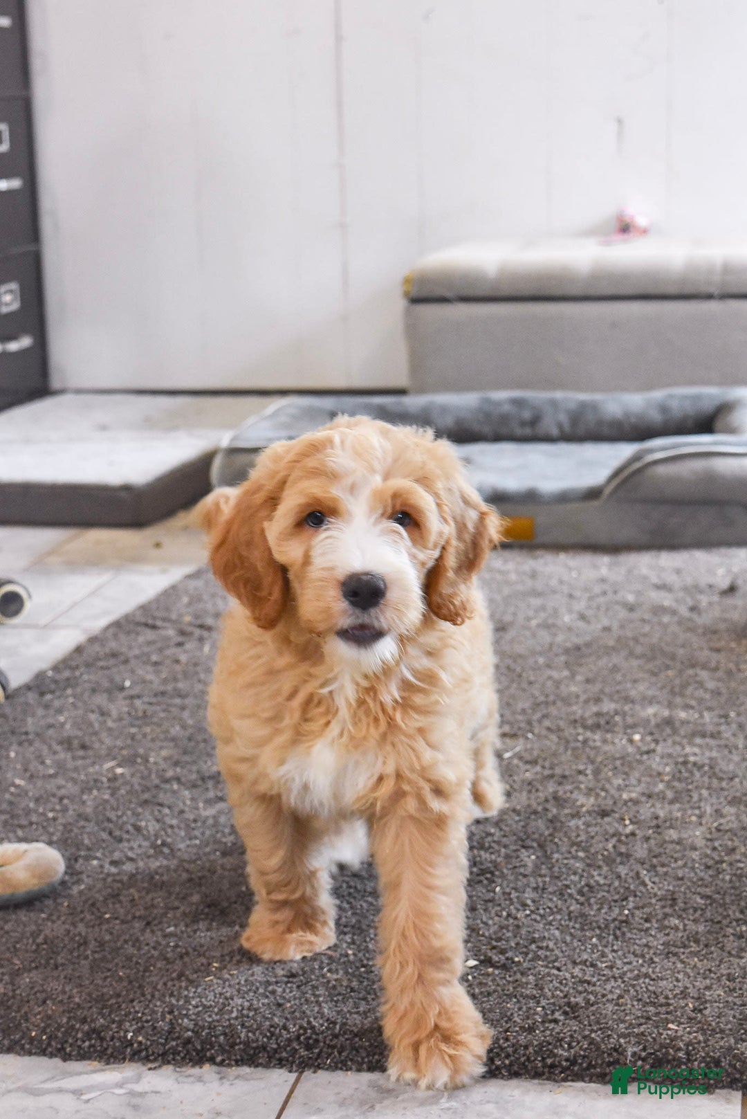 Goldendoodle dogs for sale: Mia - Image 1