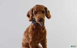 Cavapoo dogs for sale: Forest - Image 10