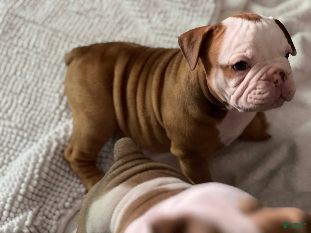 Olde English Bulldogge dogs for sale: Dot - Image 2
