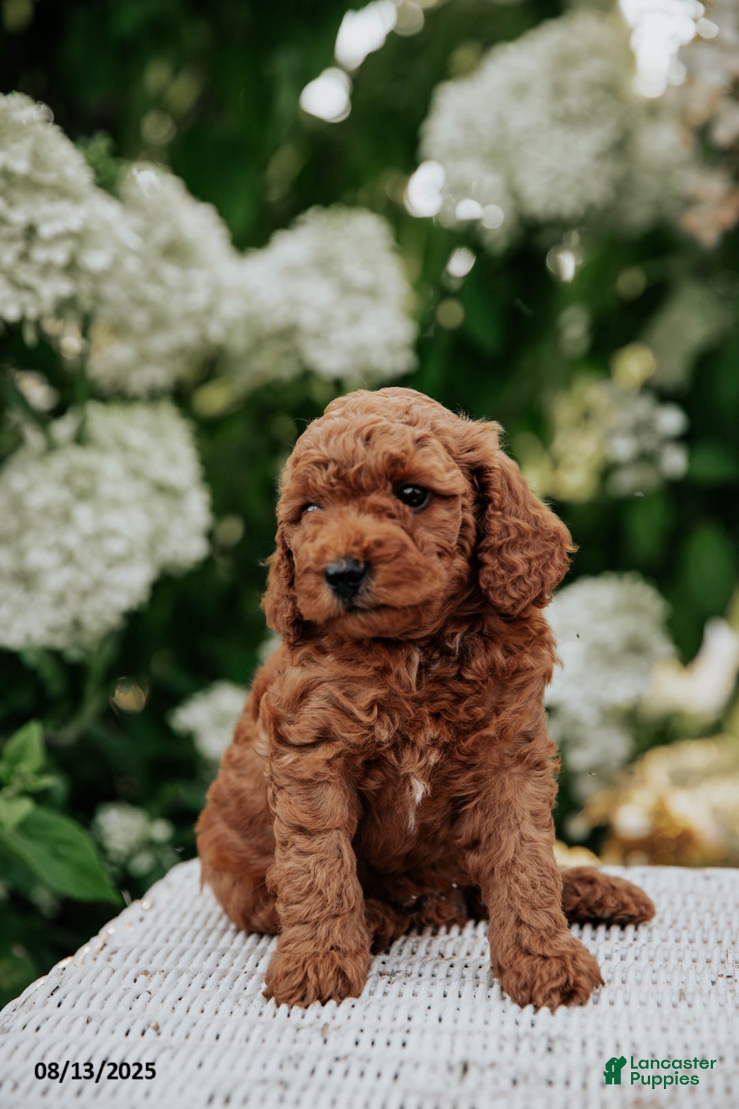 Cavapoo dogs for sale: Titan - Image 3