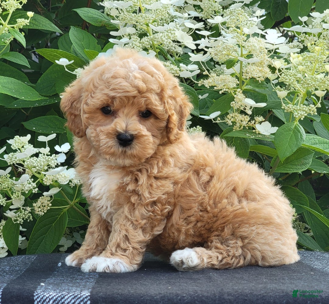 Bichpoo dogs for sale: Jake - Image 8