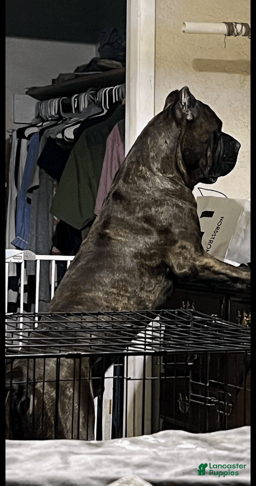 common:galleryImageAlt