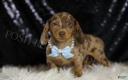 Miniature Dachshund dogs for sale: Teeter - Image 2