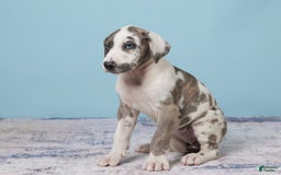 Great Dane dogs for sale: Jewel - Image 4