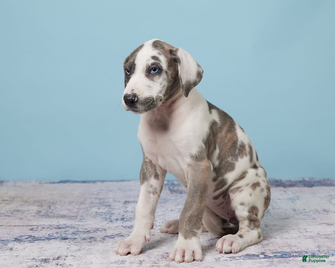 Great Dane dogs for sale: Jewel - Image 4