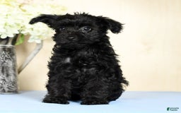 Yorkiepoo dogs for sale: Tristin - Image 5