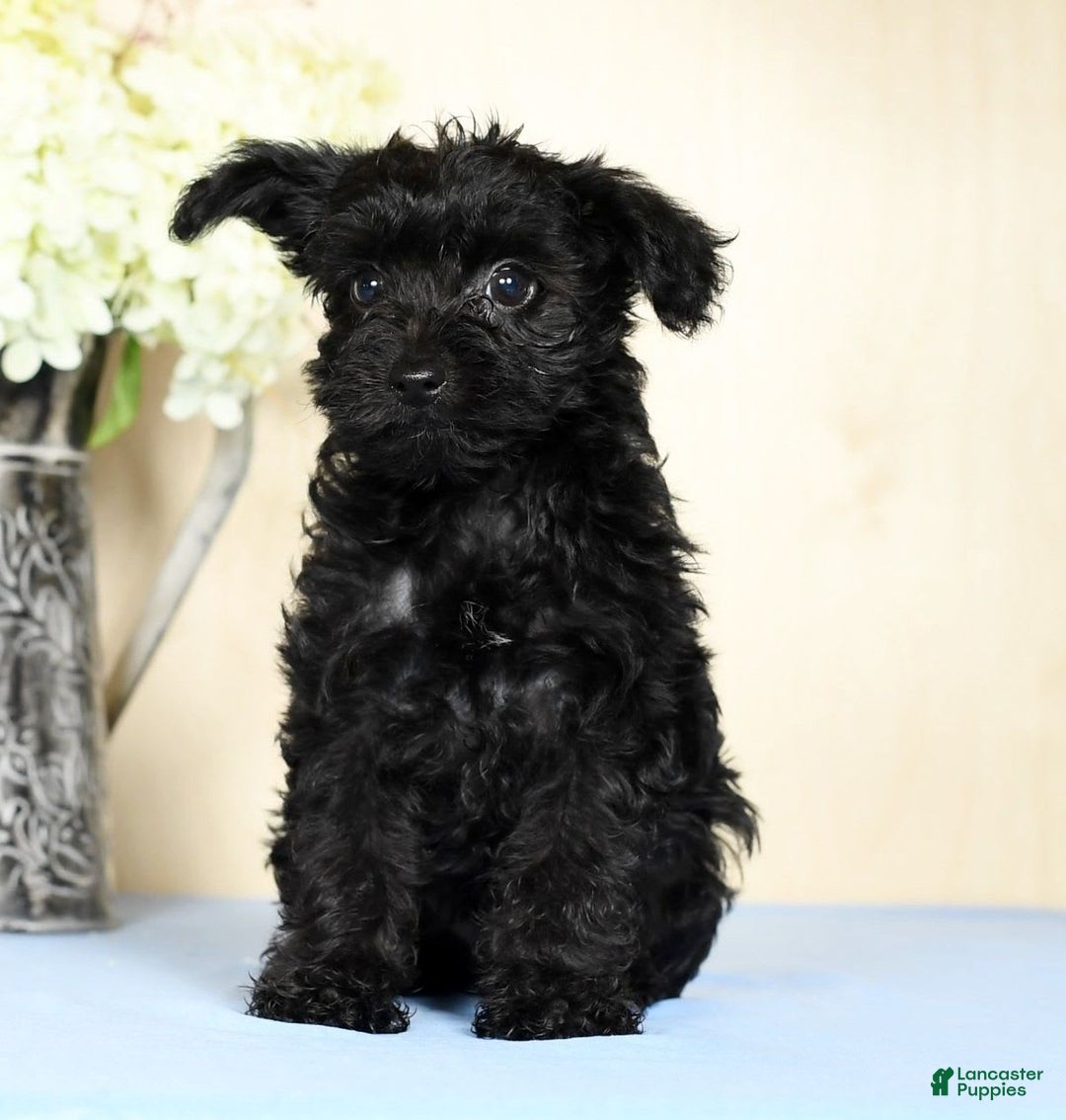 Yorkiepoo dogs for sale: Tristin - Image 5