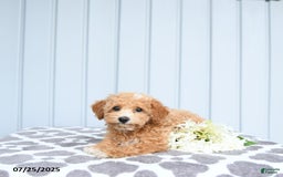 Toy Poodle dogs for sale: Kai - Image 9