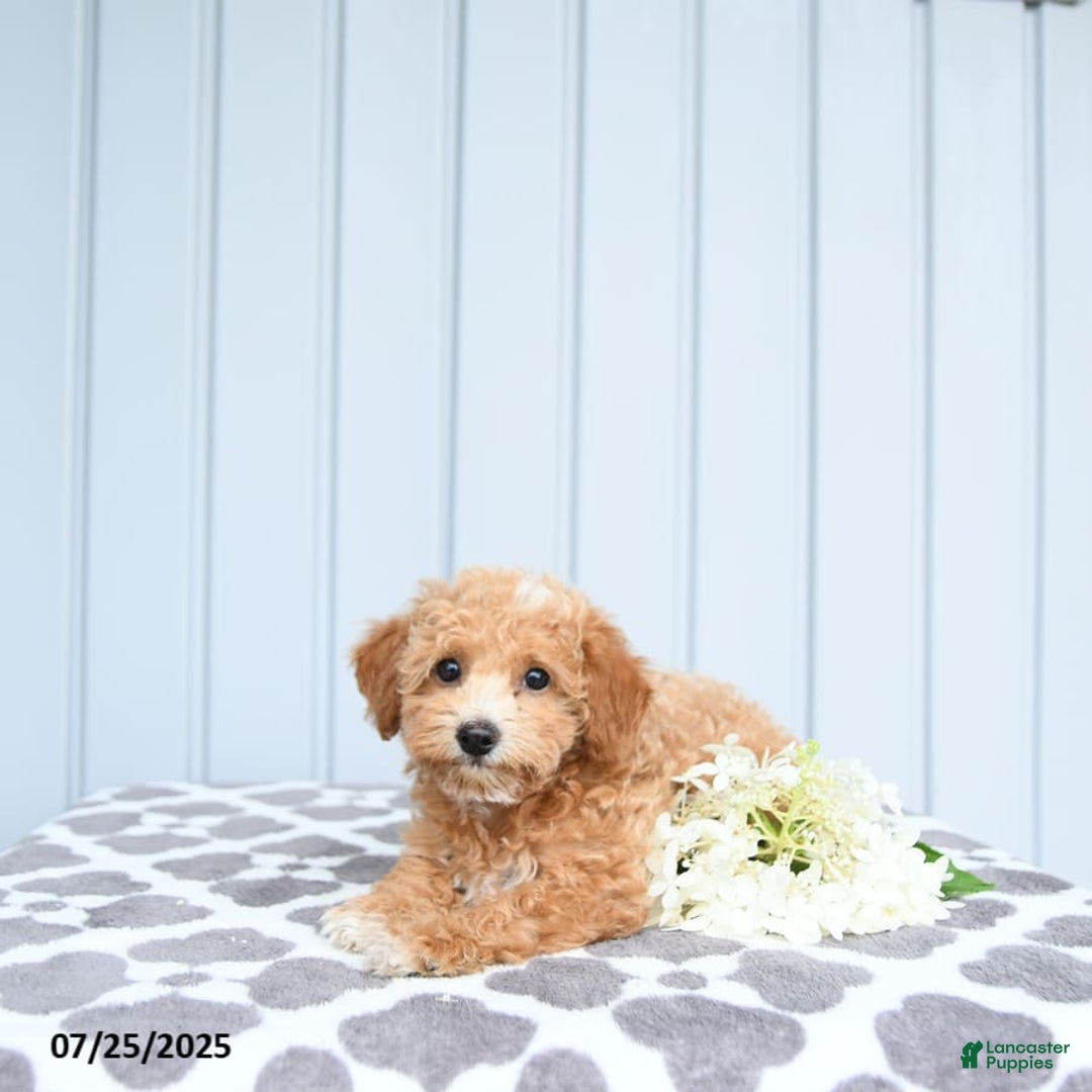 Toy Poodle dogs for sale: Kai - Image 9