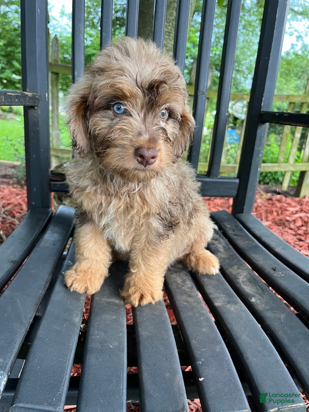 Mini Aussiedoodle dogs for sale: Ringo - Image 16