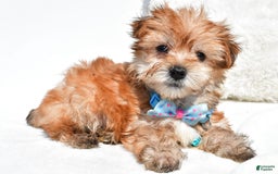 Morkie dogs for sale: Rizzo Teacup - Image 3