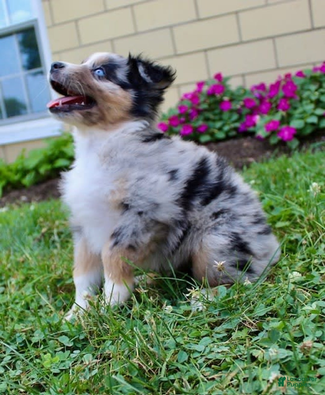 Miniature Australian Shepherd dogs for sale: Fiona - Image 2