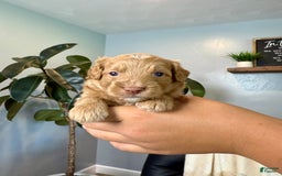 Mini Goldendoodle dogs for sale: Cody - Image 1