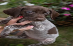 German Shorthaired Pointer dogs for sale: German Shorthaired Pointer 2 puppies - Image 4