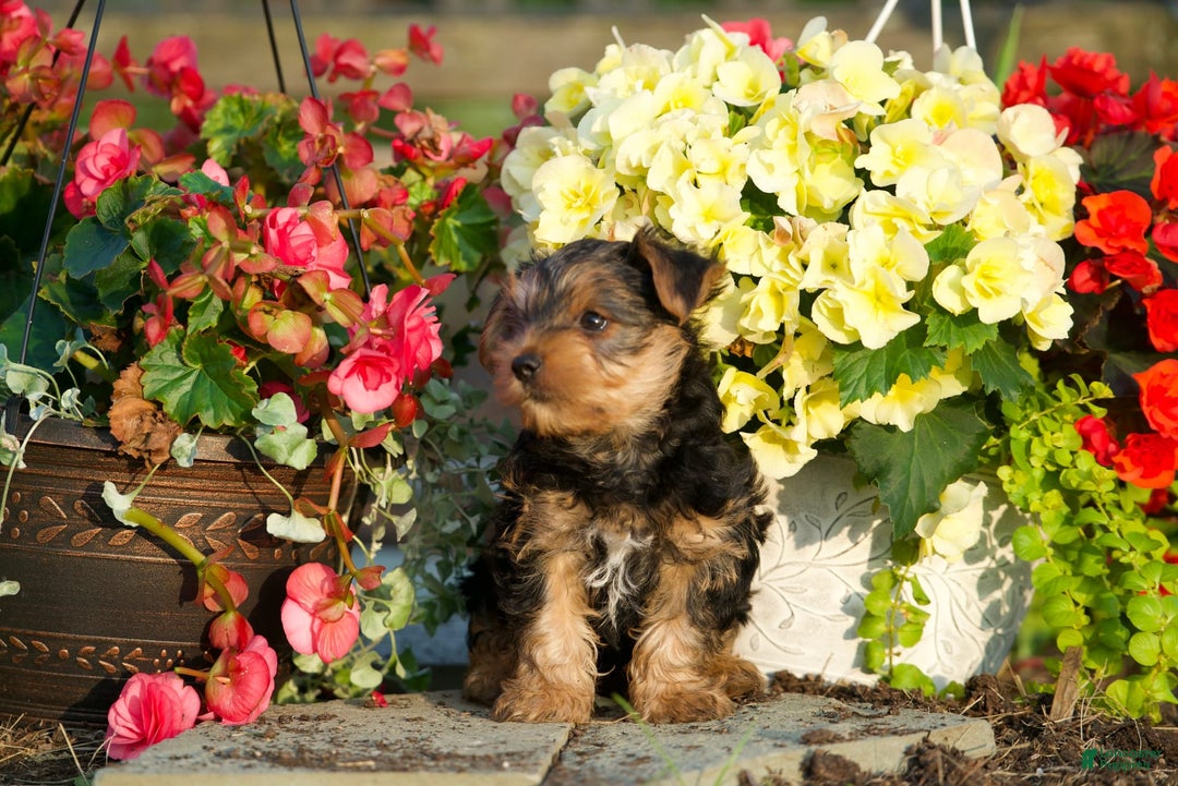 Yorkshire Terrier dogs for sale: Kalvin - Image 3