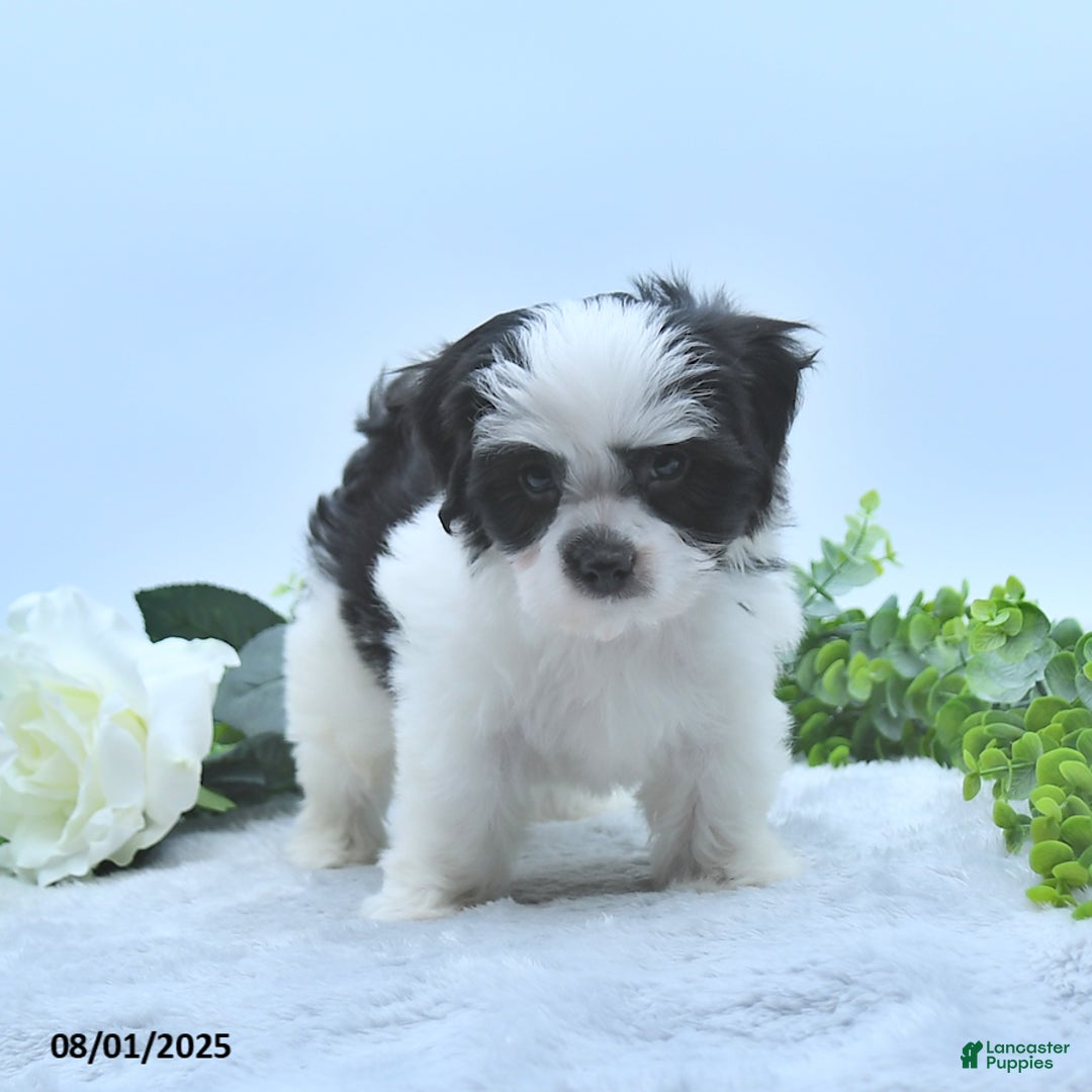Havanese dogs for sale: Oliver - Image 4