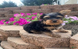 Yorkshire Terrier dogs for sale: Rebel - Image 8