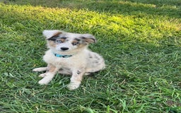 Australian Shepherd dogs for sale: Jojo - Image 13