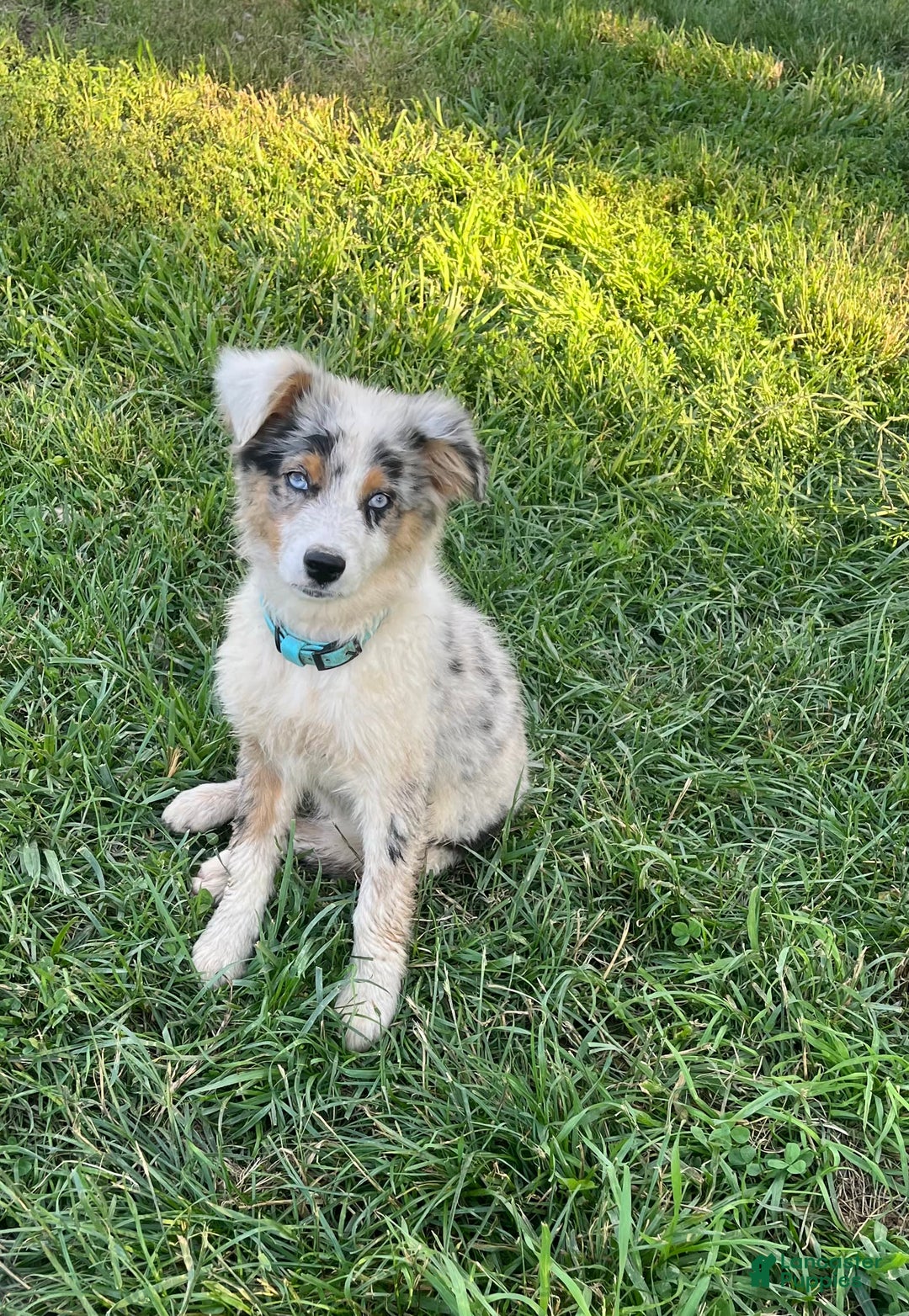 Australian Shepherd dogs for sale: Jojo - Image 13