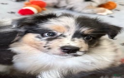 Australian Shepherd dogs for sale: Pineapple - Image 1
