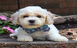 Bichpoo dogs for sale: Paxton - Image 5