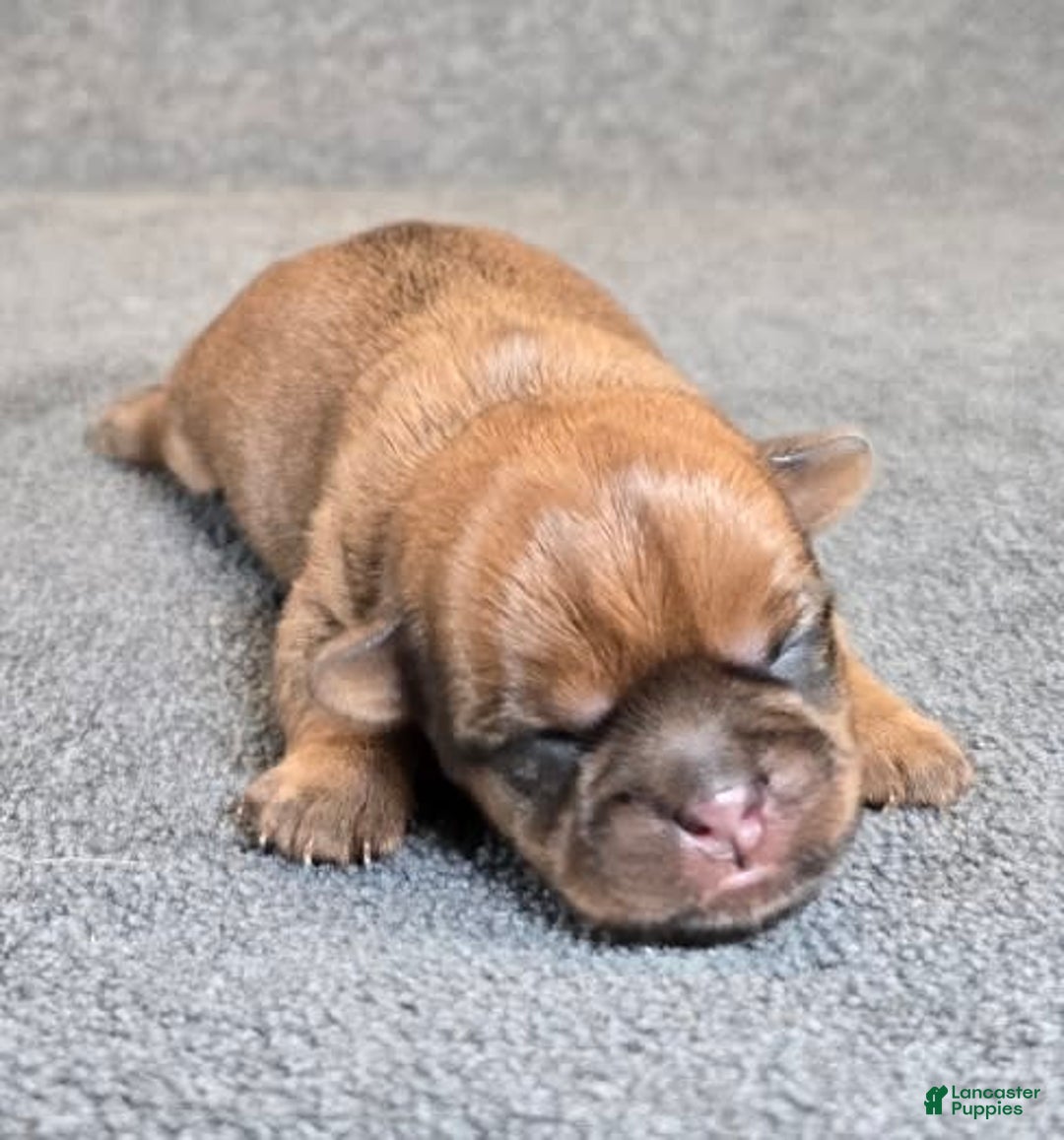 Shorkie dogs for sale: Parker - Image 7