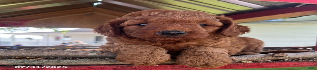 Zeke