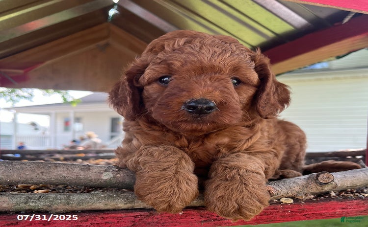 Mini Goldendoodle dogs for sale - Ad 1