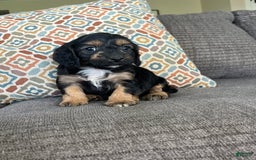 Cavapoo dogs for sale: Lads - Image 4